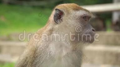 猴子环顾四周，关闭慢动作视频。 泰国松赫拉